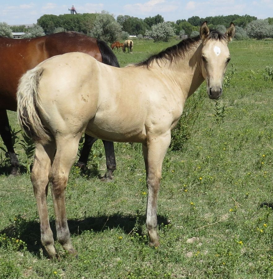 Light tan horse standing in a grassy field, with two other horses in the background.
