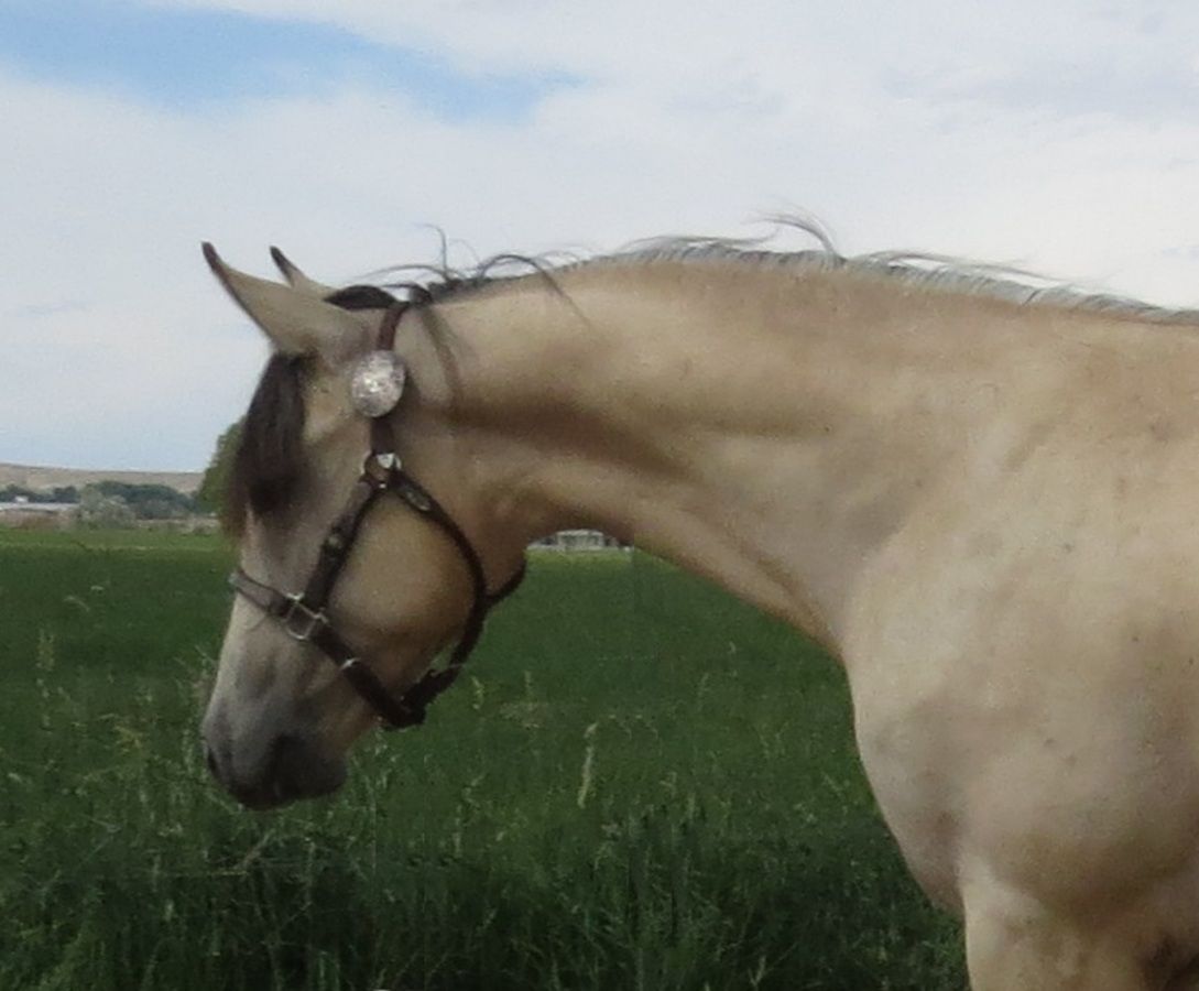 Light tan horse wearing a bridle, standing in a grassy field