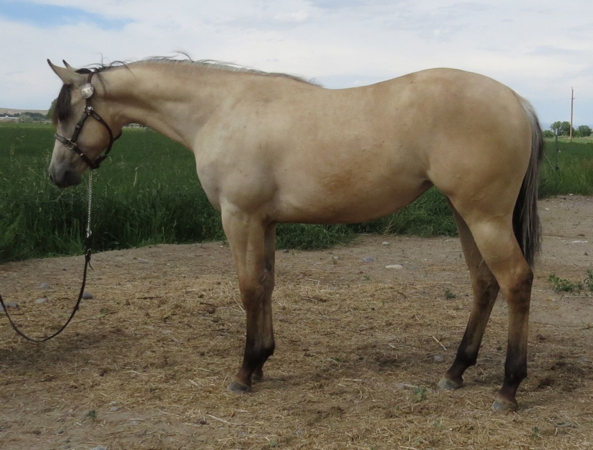Palomino horse standing on dirt beside green field, wearing a halter and lead rope