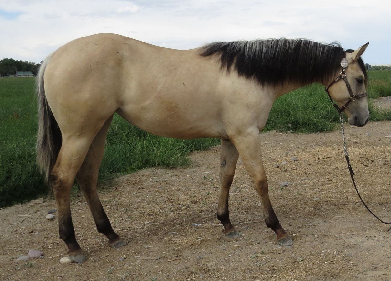 Tan horse with black mane standing on a gravel path beside green grass, head lowered toward the ground