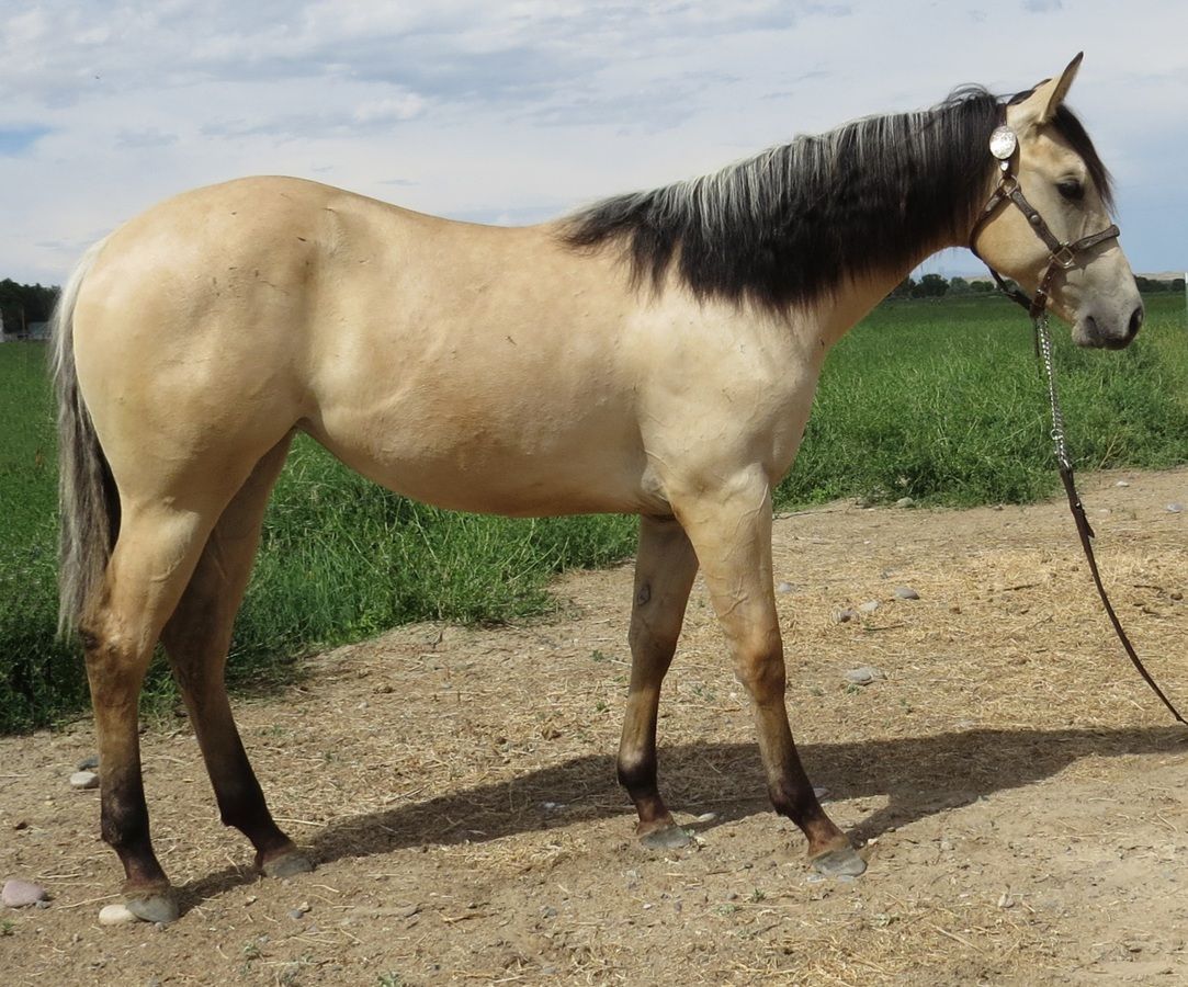 Tan horse with black mane and tail standing on a dirt path beside green fields.