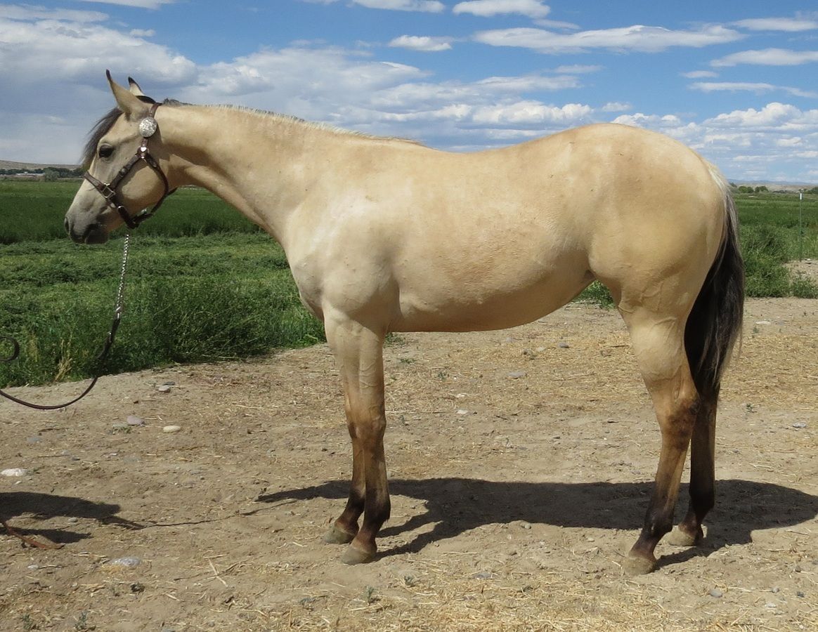 Palomino horse standing on a dirt path beside green fields under a cloudy sky