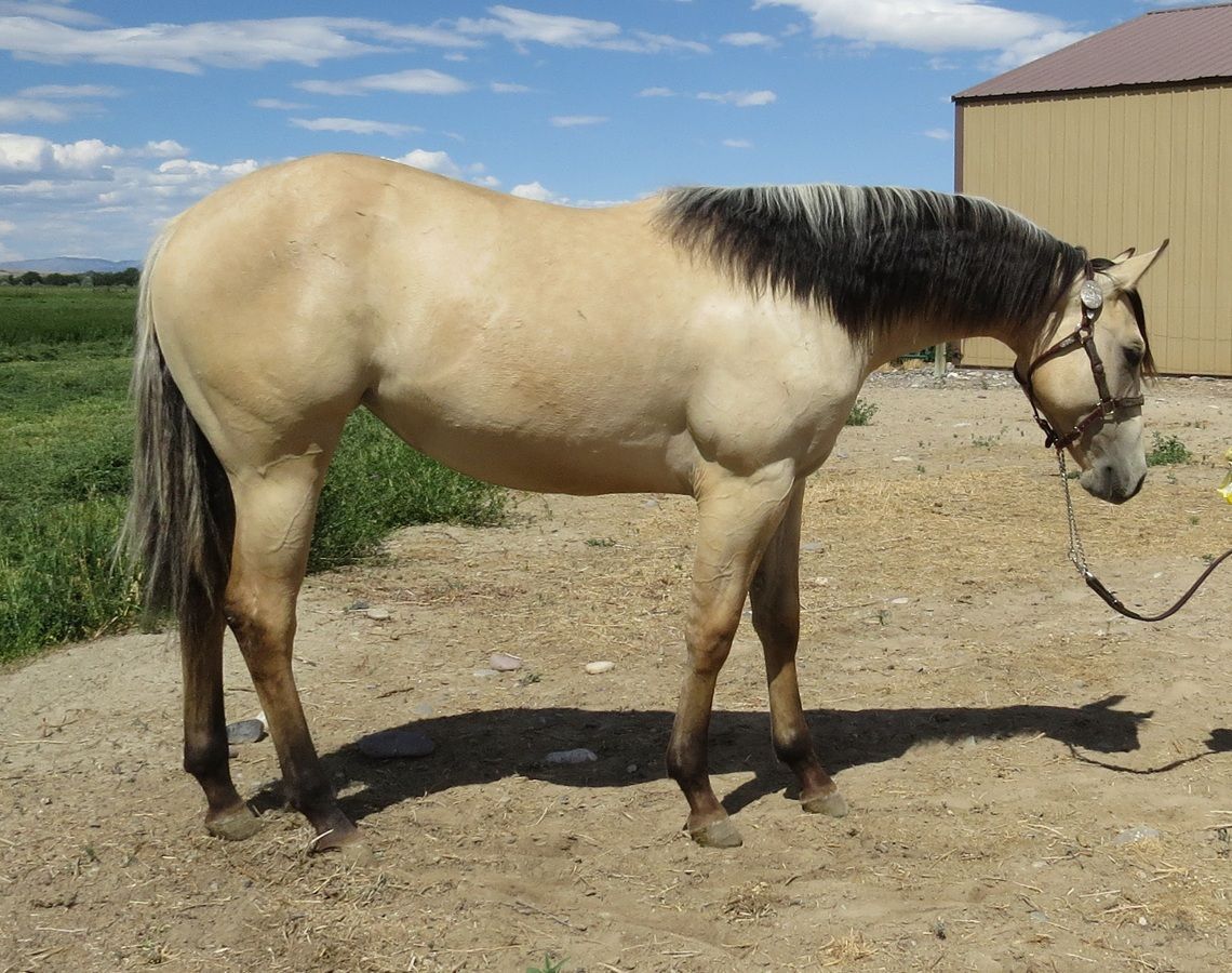 Tan horse with dark mane standing on a dirt path beside a barn under a blue sky