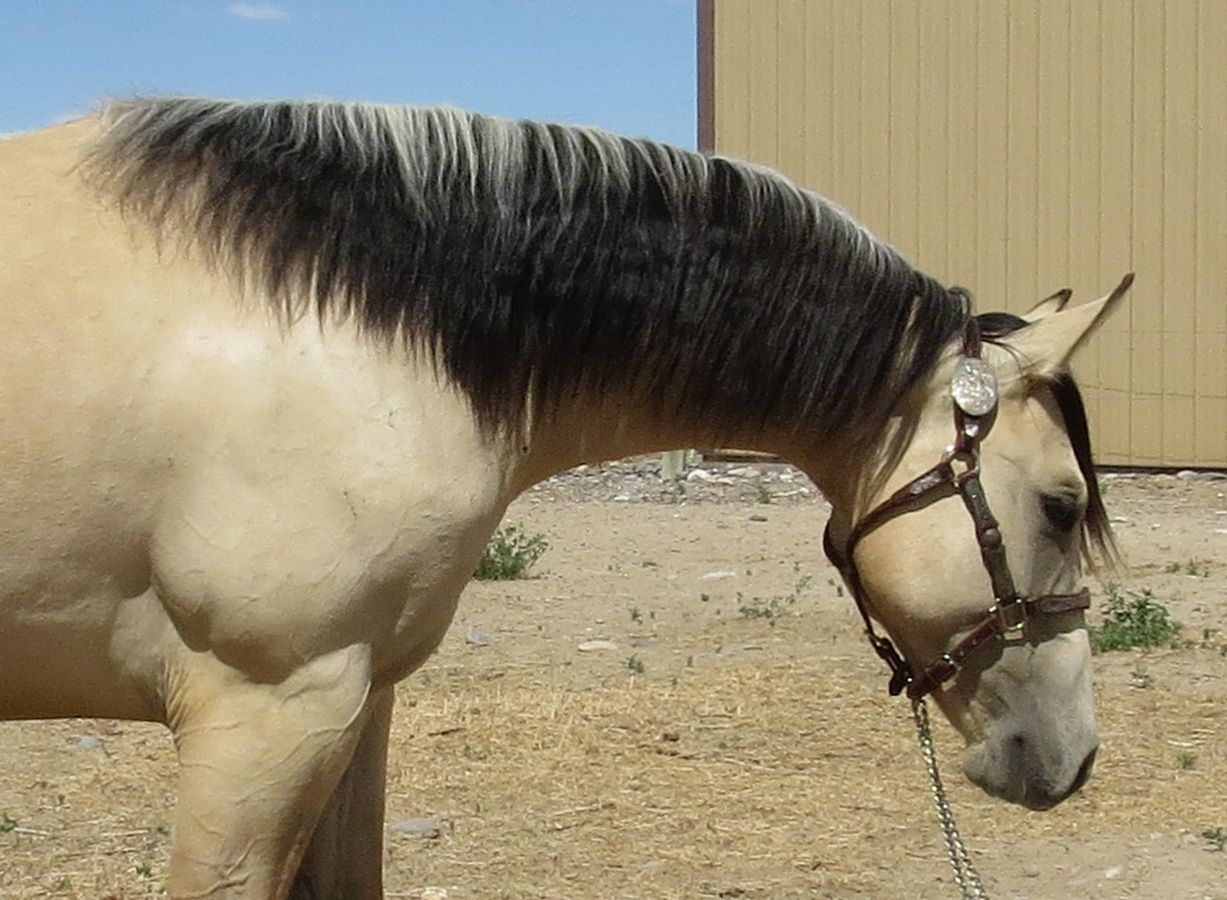 White horse with dark mane wearing a bridle, standing outdoors in a dusty paddock.