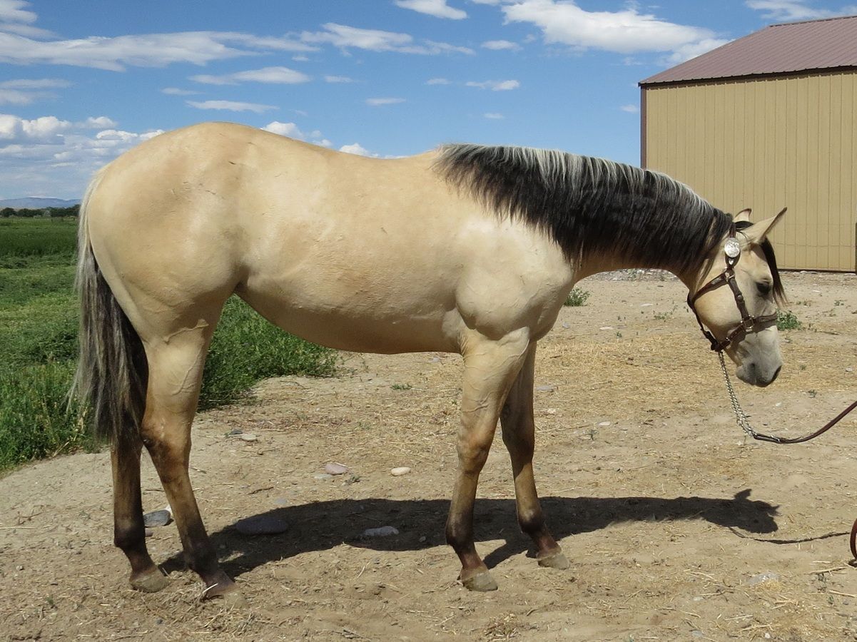 Light tan horse with dark mane standing in a dirt paddock under a blue sky