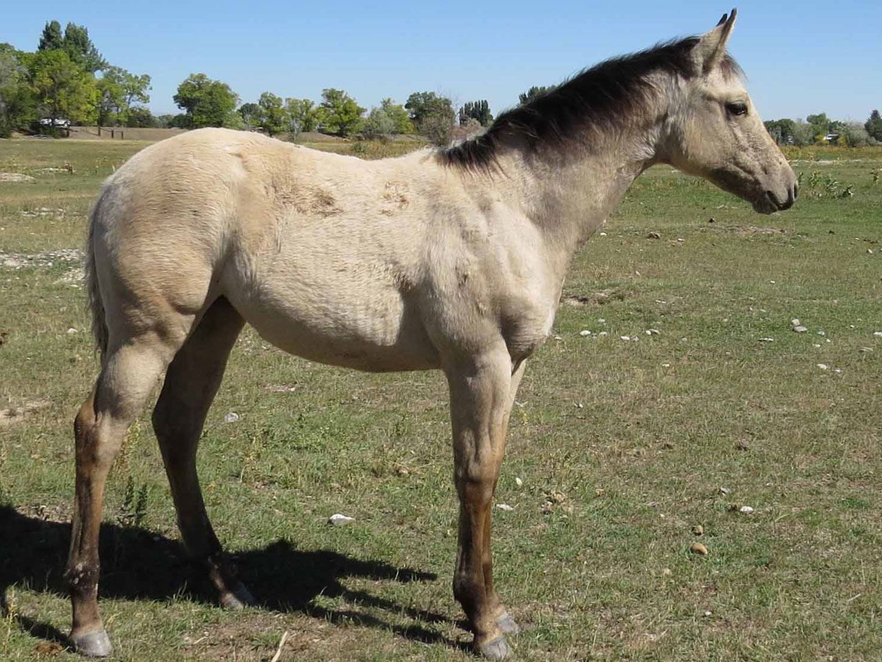 reining-horse-prospects-for-sale