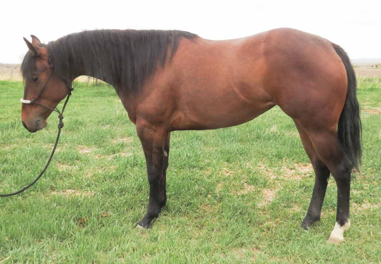 Brown horse standing on grass, facing left, with a black mane and tail.
