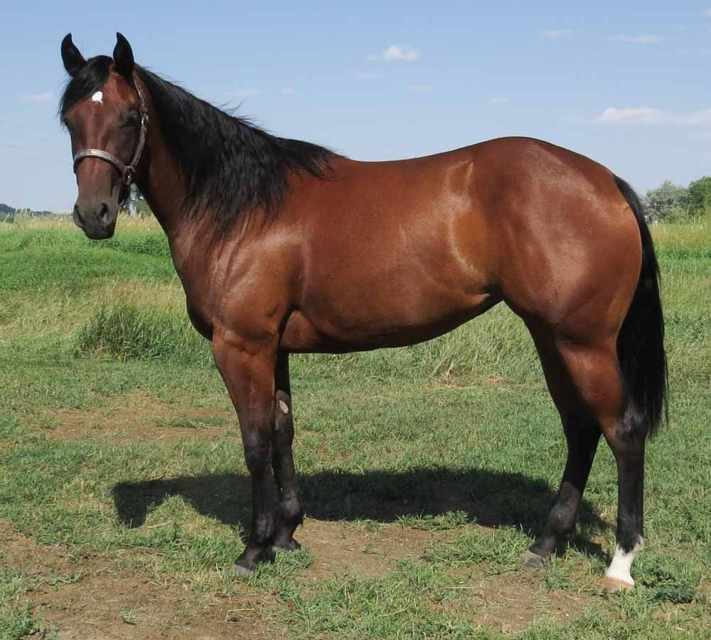 Brown horse standing in a grassy field under a blue sky