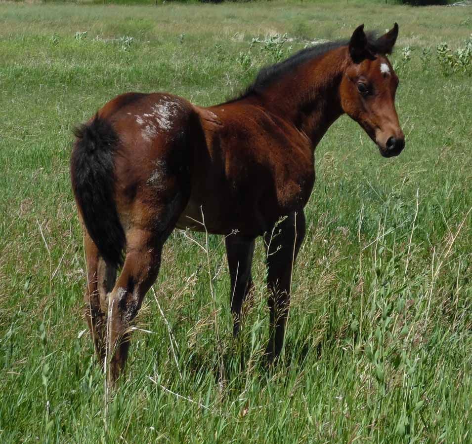 Brown horse standing in tall green grass, turned slightly away in a field.