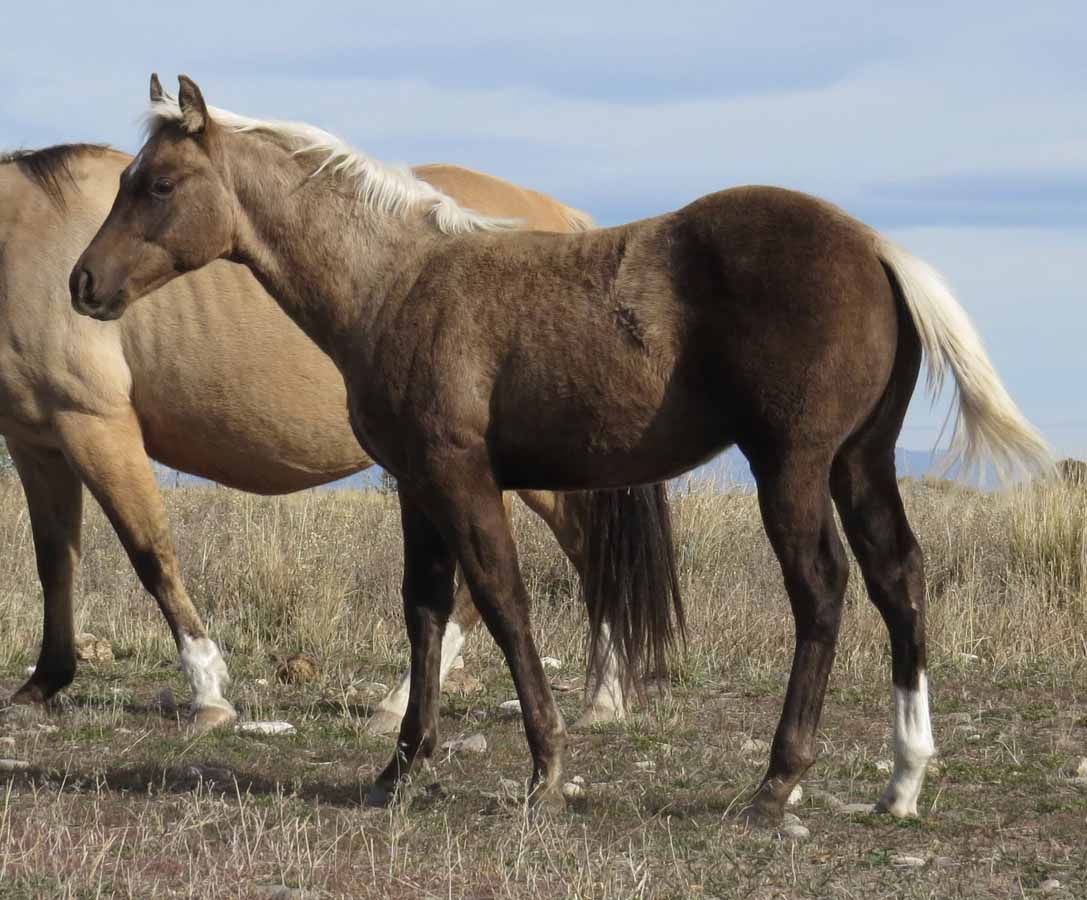 Two horses standing in a grassy field under a cloudy sky