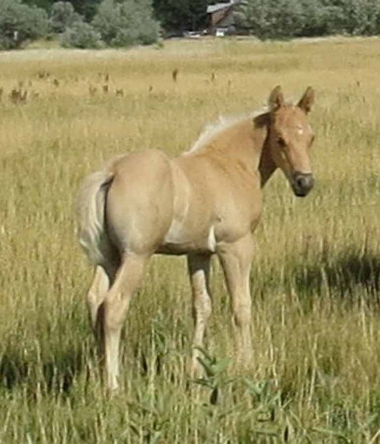 Young tan foal standing in tall grass in a sunny field, looking back over its shoulder.