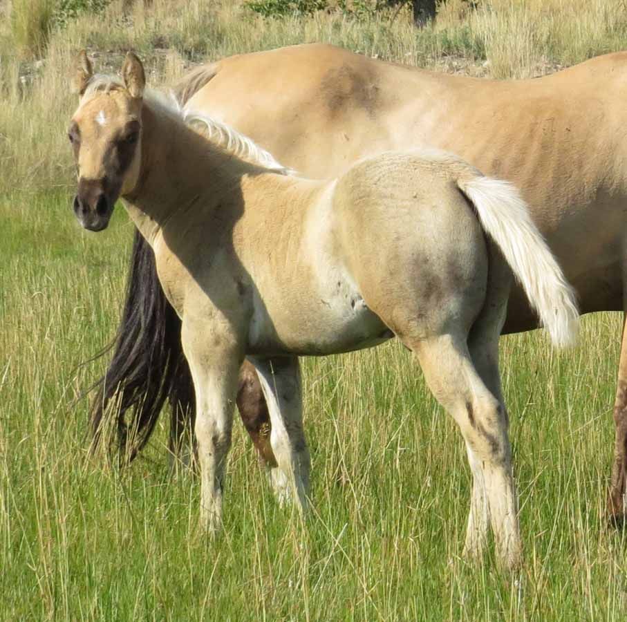 Two light tan horses standing in tall green grass, one facing forward with a dark mane and tail