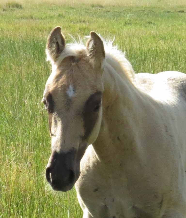 Light tan horse with a dark muzzle standing in a green grassy field
