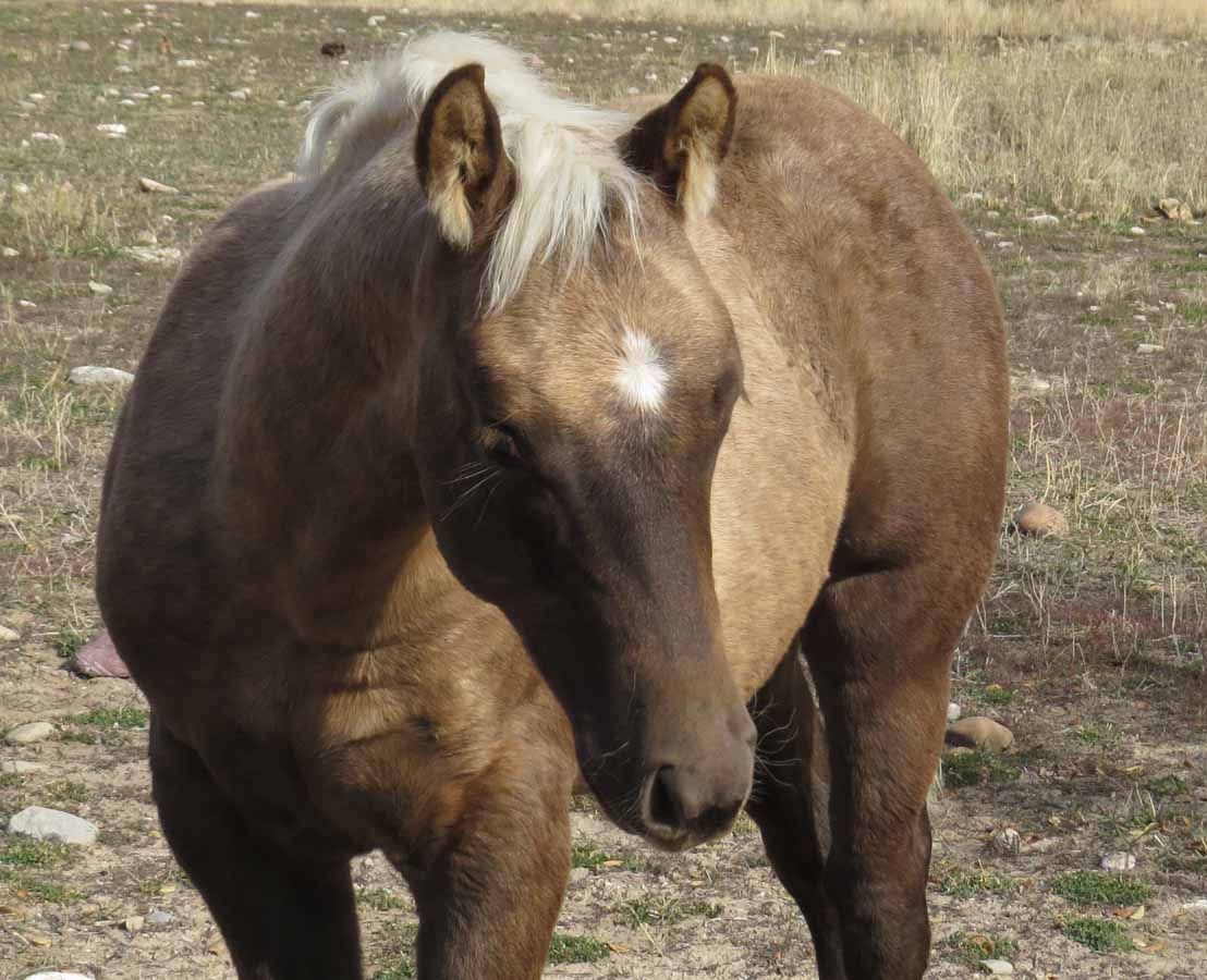 Brown horse with a white mane standing on dry grass, facing the camera
