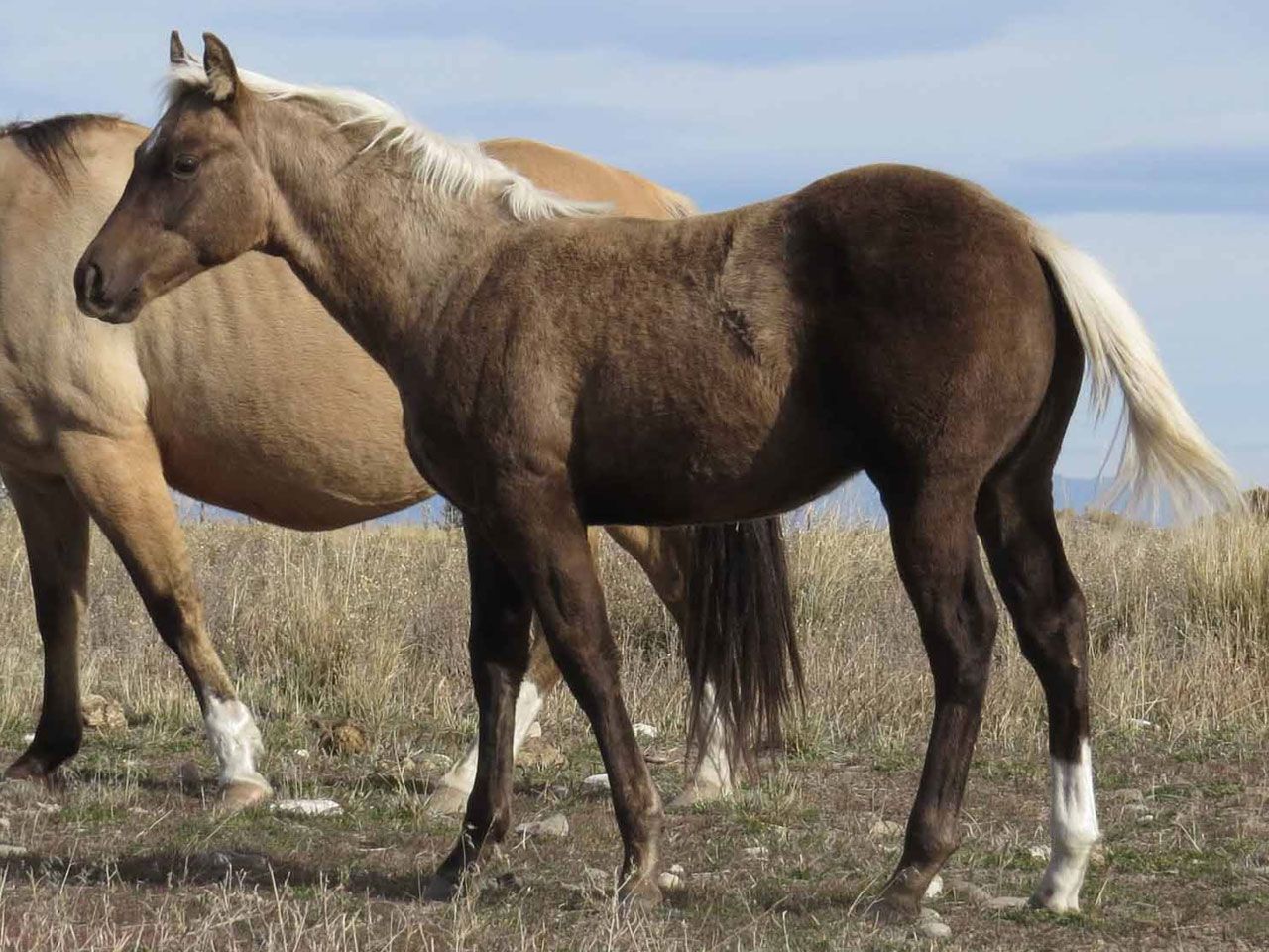 reining-horse-prospects-for-sale