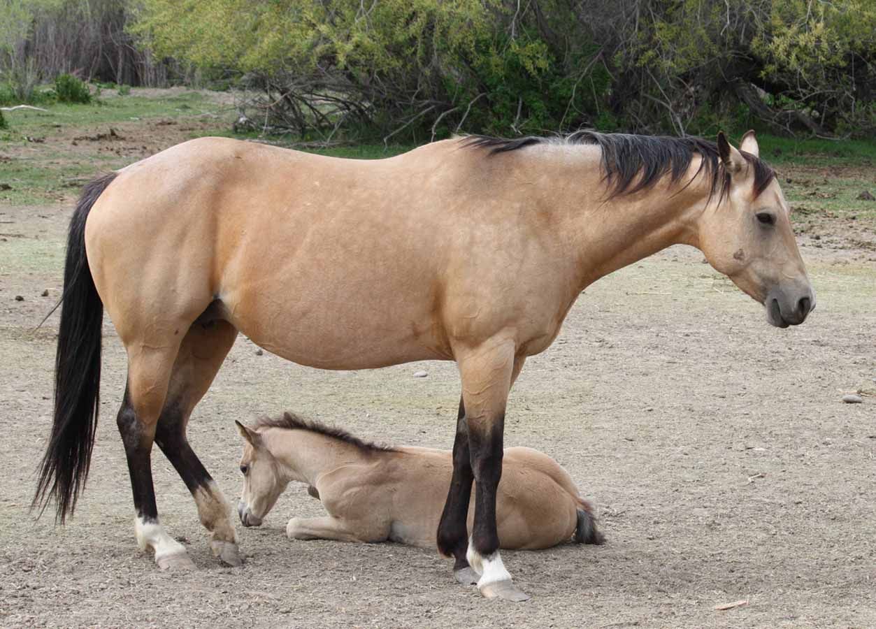 Tan horse standing over a foal lying on a gravel path outdoors