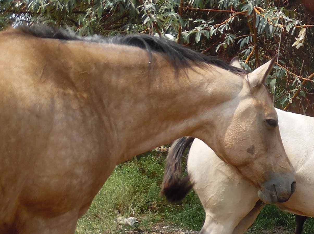 Two horses standing close together in a grassy outdoor area, nuzzling each other.