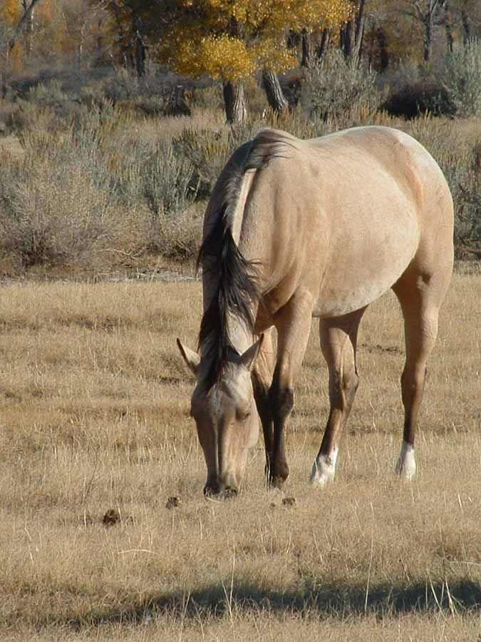 Light tan horse grazing in a dry grassy field with trees in the background