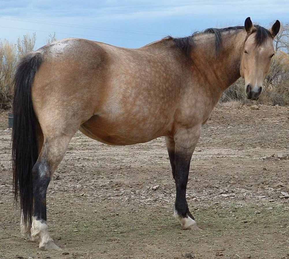 A tan horse standing in profile on a dirt field under a blue sky