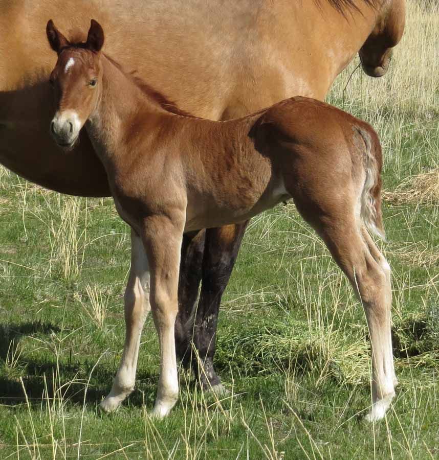 Brown foal standing in grass beside an adult horse