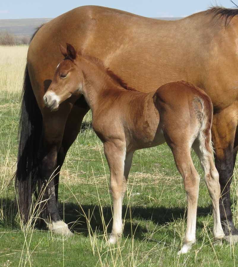 Brown foal standing beside its tan mother horse in a grassy field