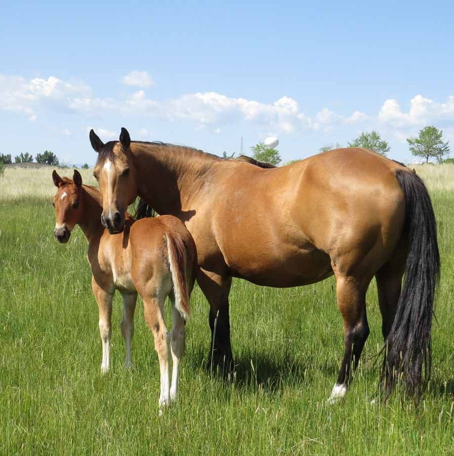 Brown mare and foal standing in a green field under a blue sky
