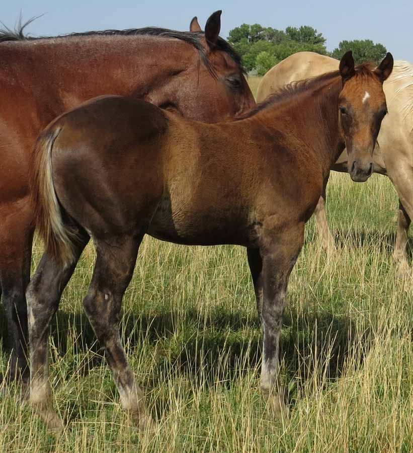 Two brown horses standing in tall grass with a light-colored horse in the background