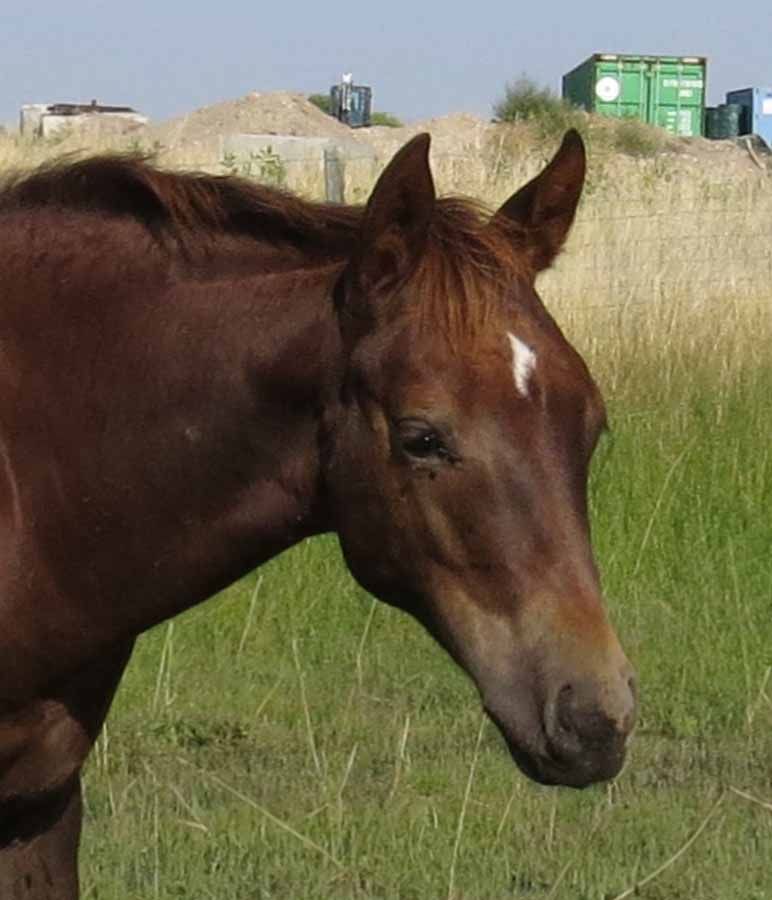 Brown horse grazing in a grassy field with hay bales and containers in the background