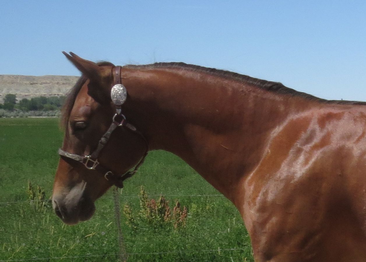 Brown horse wearing a bridle, standing in a green field under a blue sky.