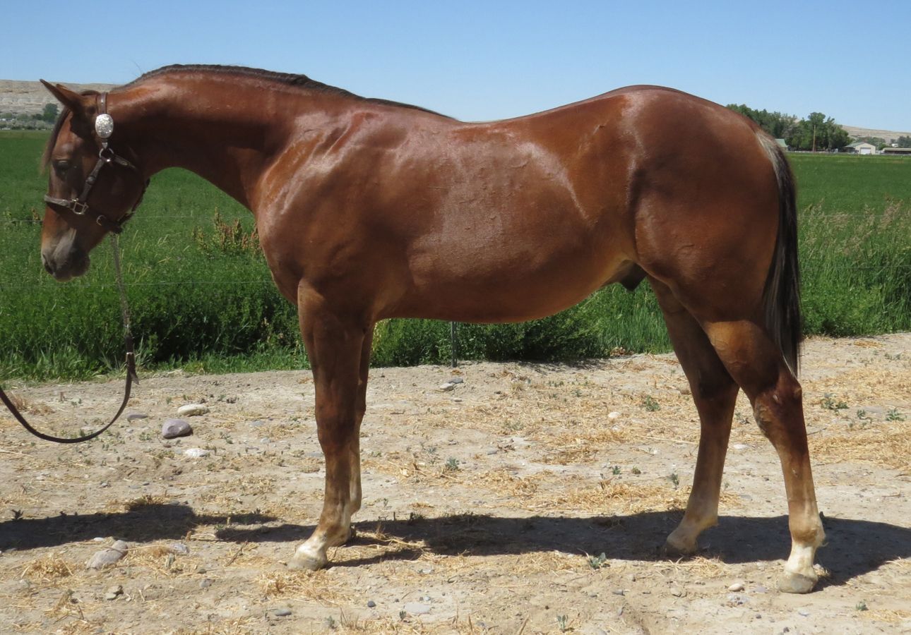 Brown horse standing on a dirt path beside green grass under a clear sky.