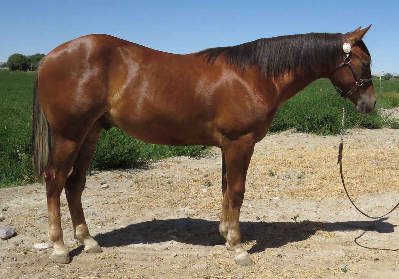 Brown horse standing on a dirt path with a lead rope in a rural field