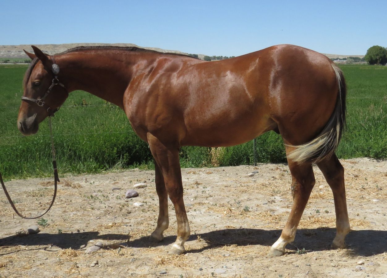 Brown horse standing on a dirt path beside green fields under a clear blue sky