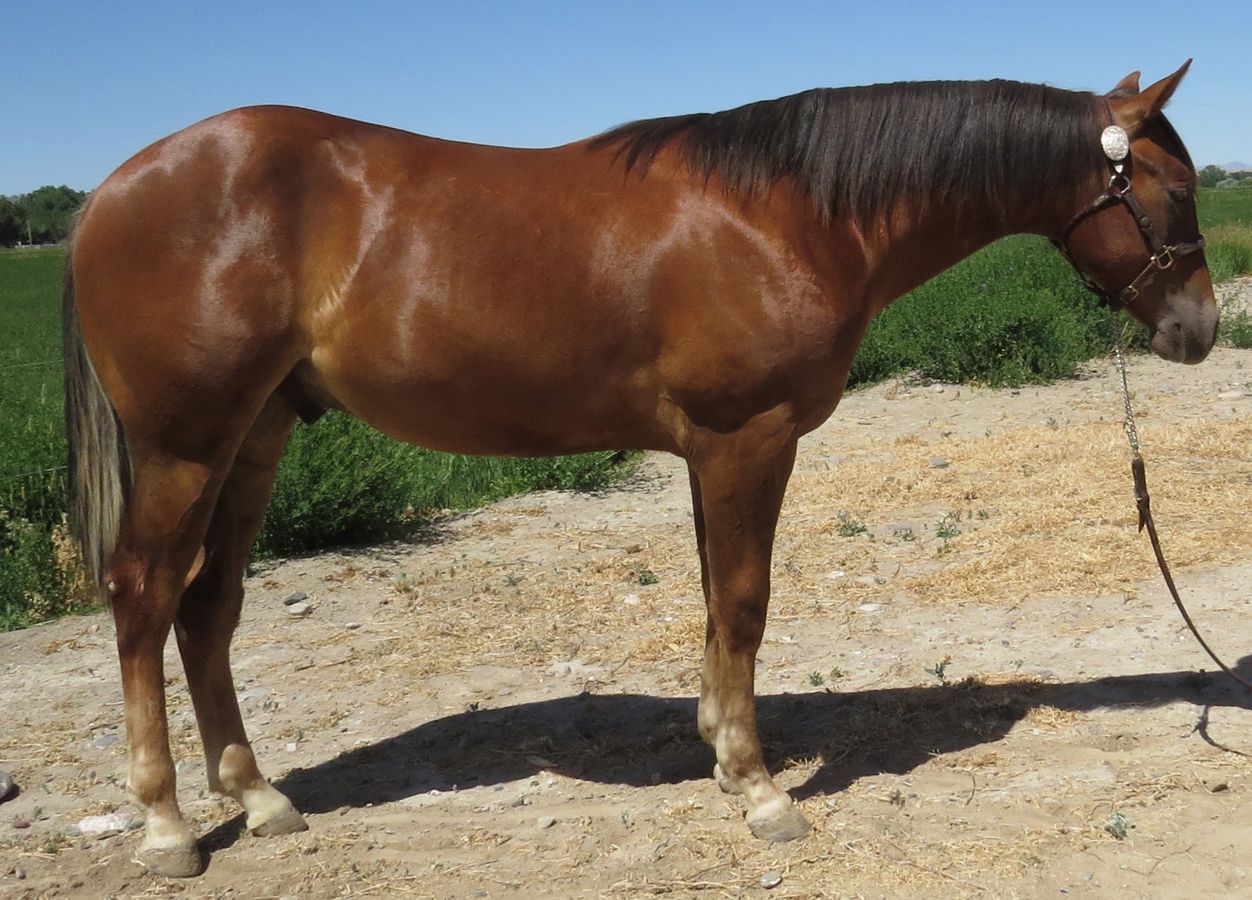 Brown horse standing on a dirt path in a sunny outdoor field