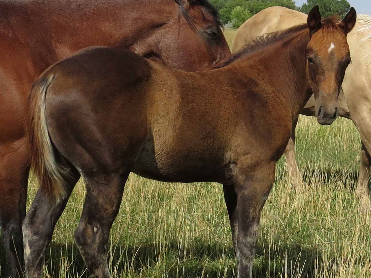 reining-horse-prospects-for-sale