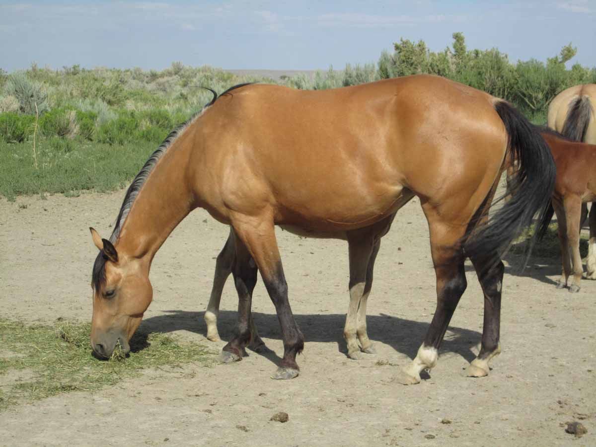Two horses grazing on a dirt path in a grassy field