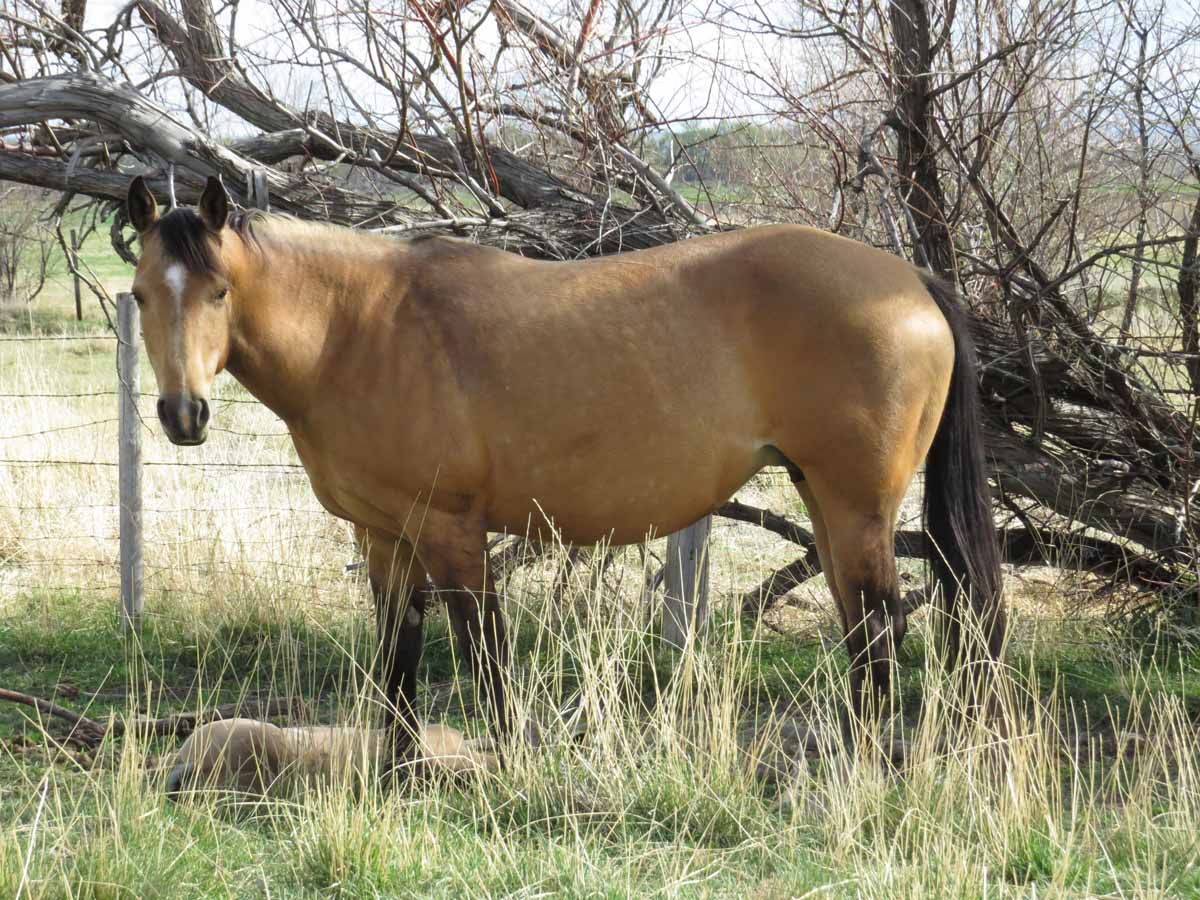 Brown horse standing in tall grass near leafless trees and a wire fence