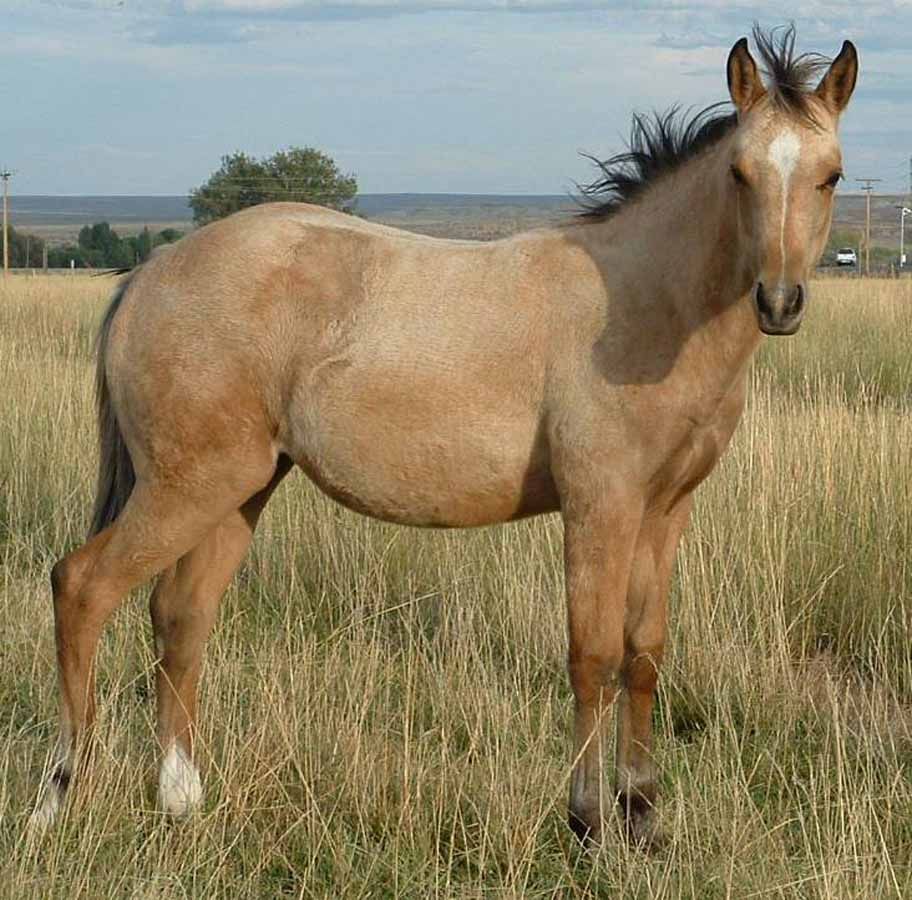 Tan horse standing in a grassy field with a distant horizon.