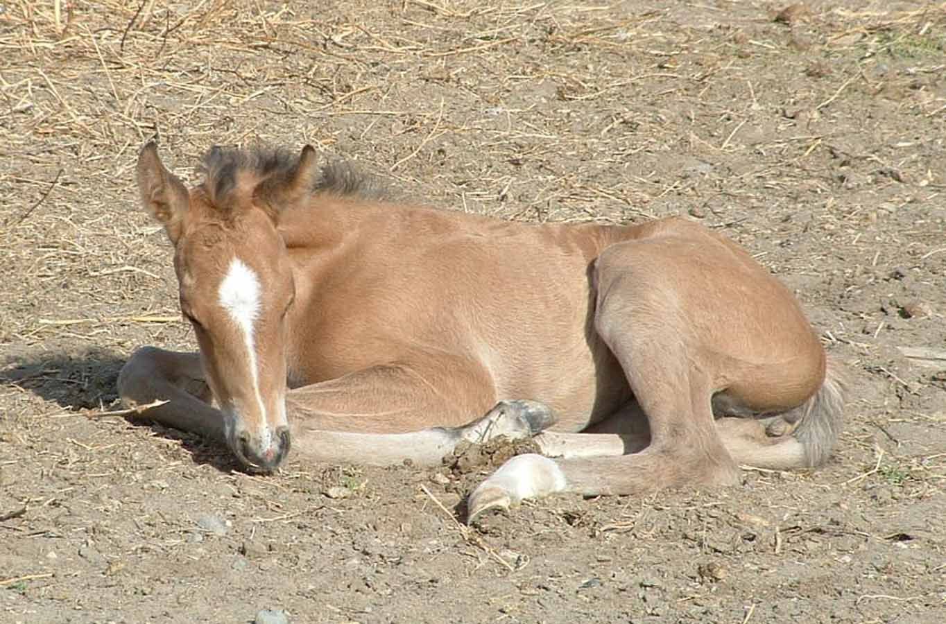 Brown horse lying on dry ground with eyes closed, resting in sunlight