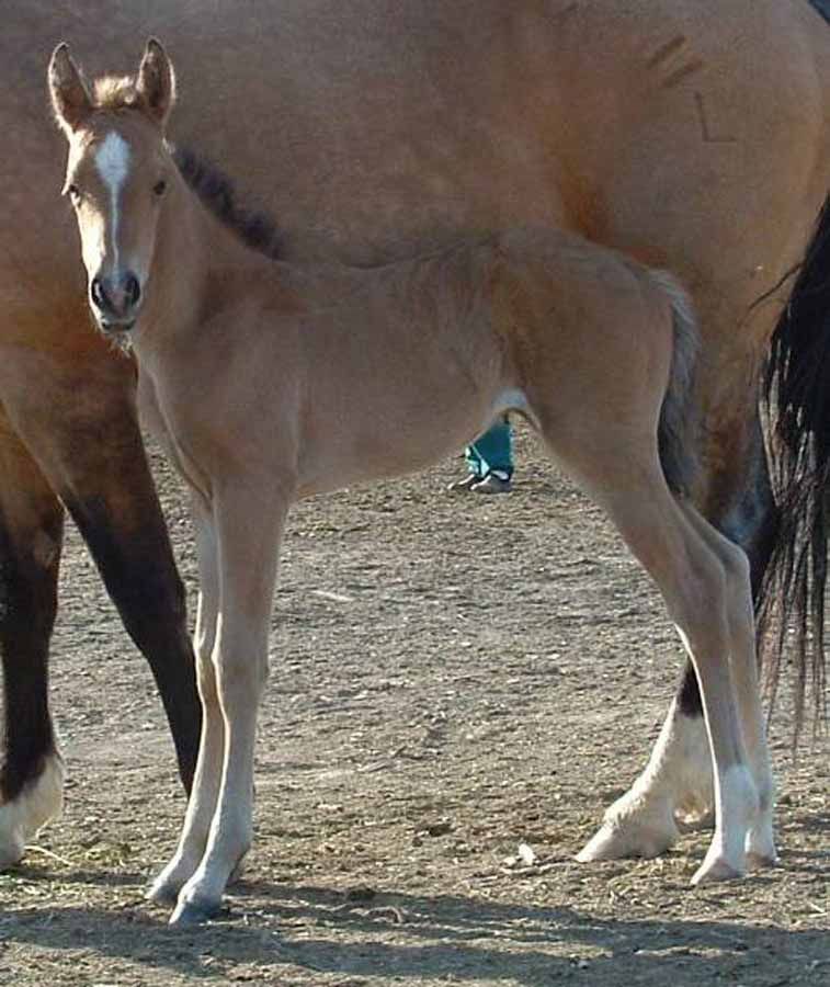 Young foal standing beside an adult horse in a dusty paddock, facing the camera.