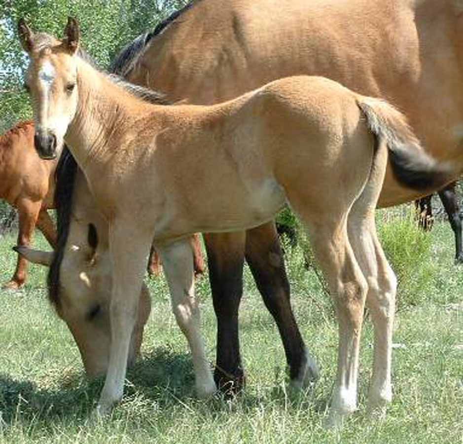 Two tan horses grazing in a grassy field, one foal in front of an adult horse