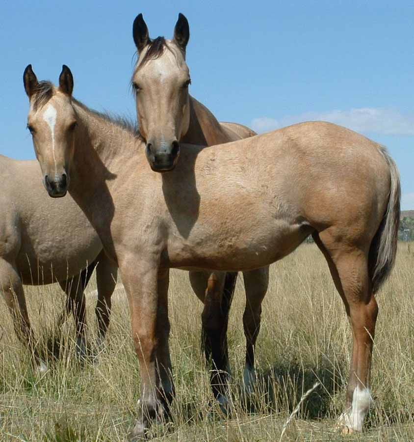Two tan horses standing in tall grass under a clear blue sky