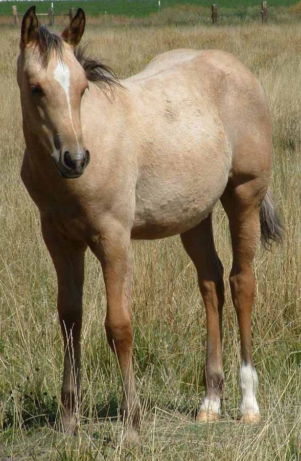 A light tan horse with a dark mane stands in a grassy field.