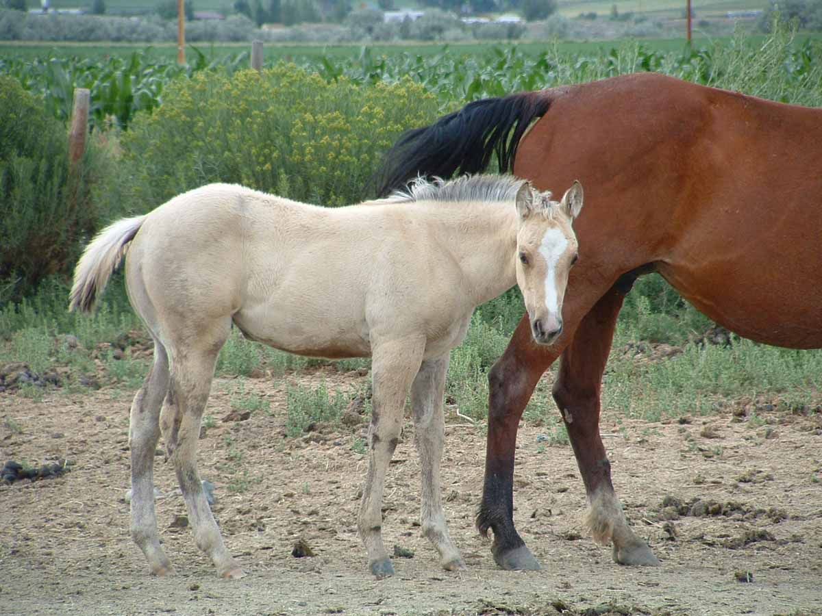 Cream foal standing beside a brown horse in a grassy field