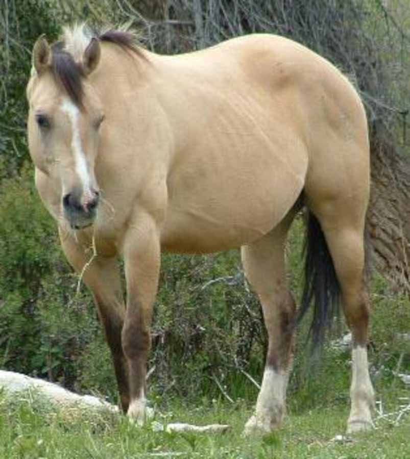 Light tan horse standing in a grassy outdoor area with trees in the background