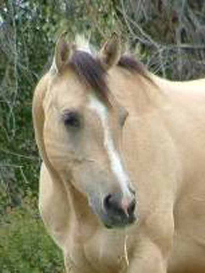 Light tan horse with a white blaze standing outdoors near trees and brush