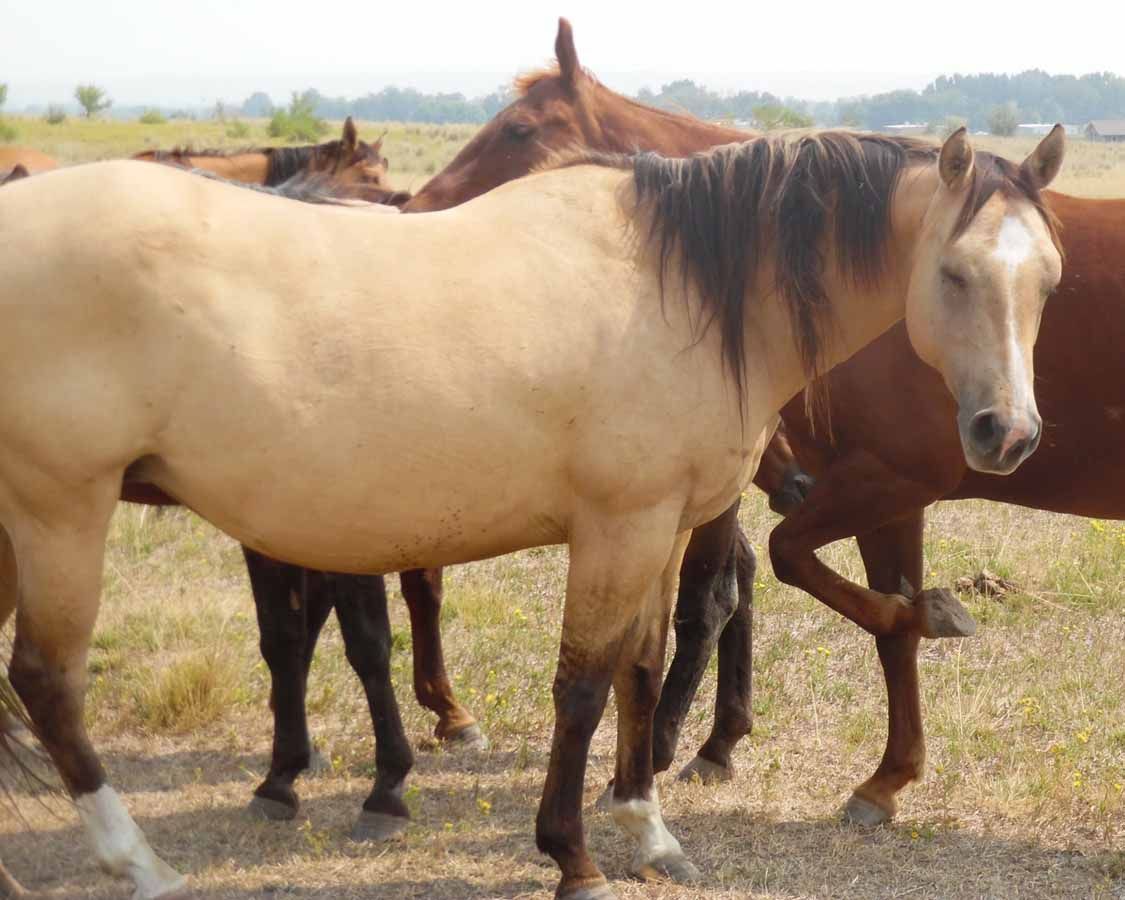 Several horses standing in a grassy field, including a tan horse in the foreground.