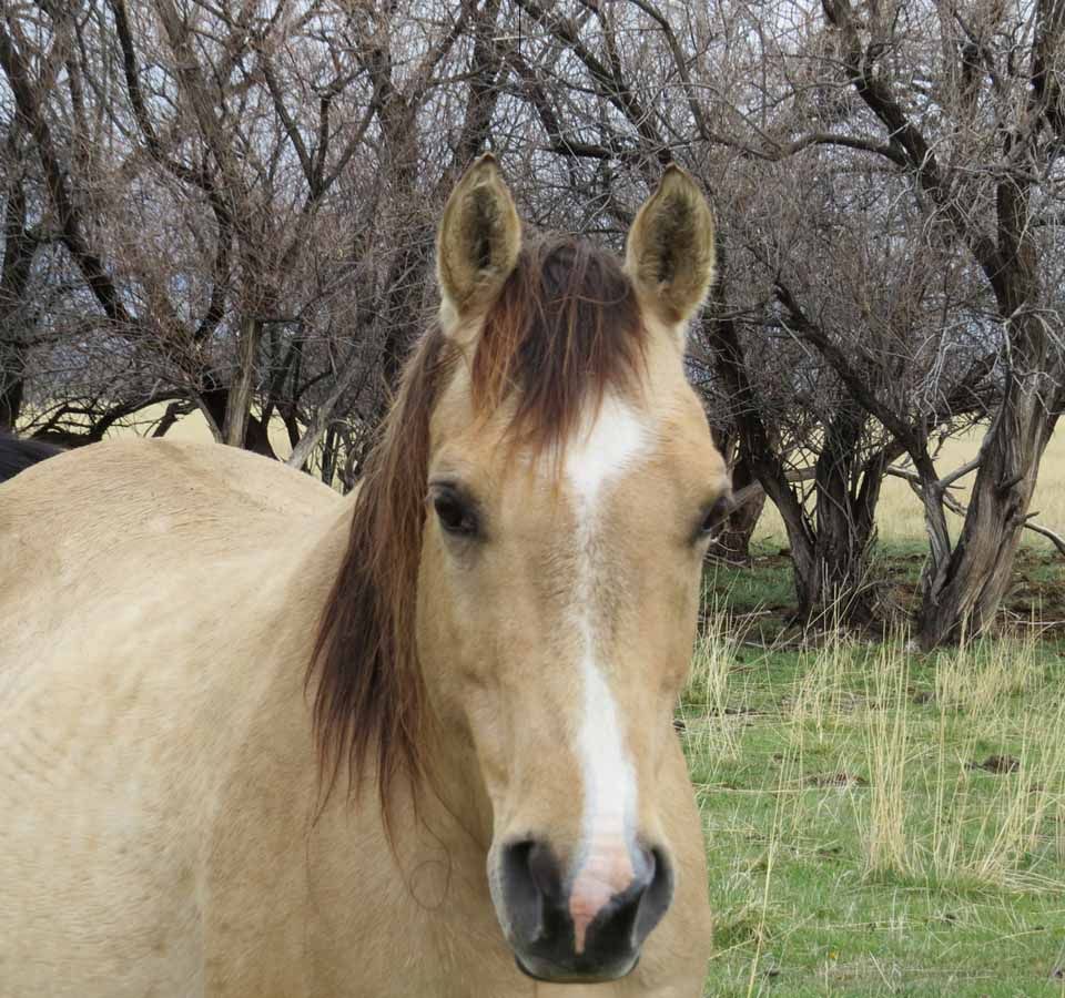 Close-up of a tan horse with a white blaze standing in a leafless wooded field