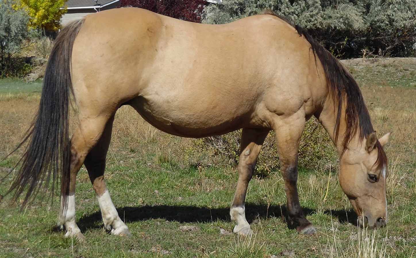 Tan horse grazing in a grassy field, head down and tail hanging low.