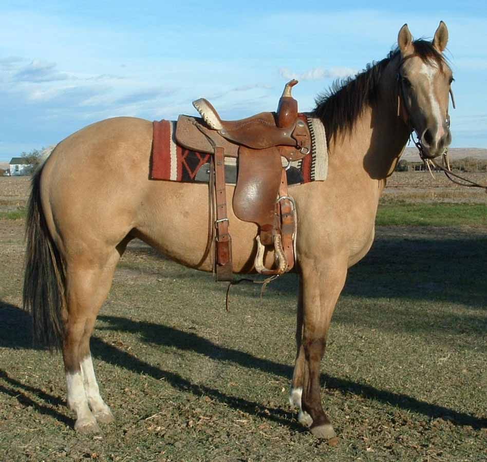 Saddled tan horse standing in a grassy field under a blue sky.