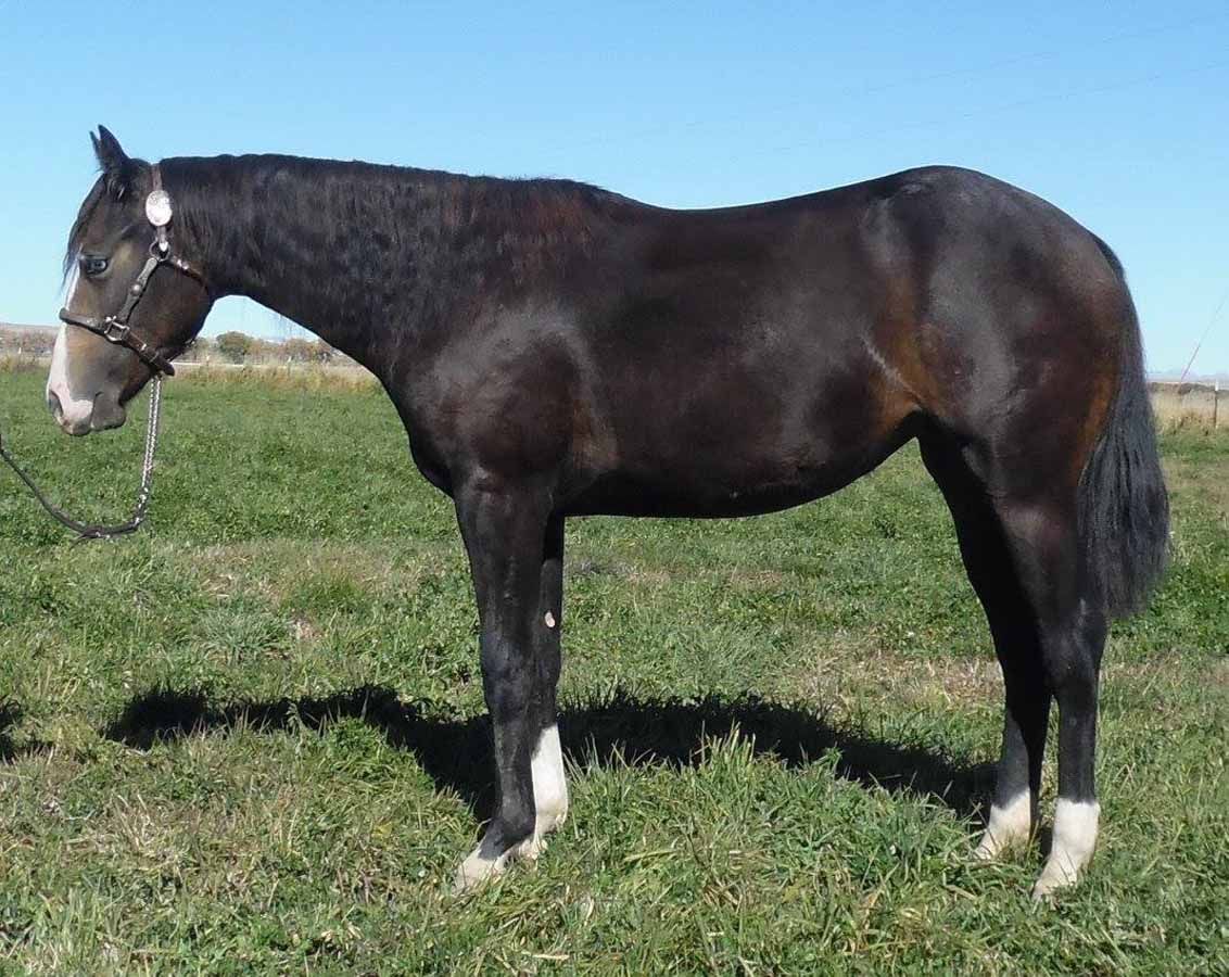 Dark brown horse standing in a grassy field, wearing a halter
